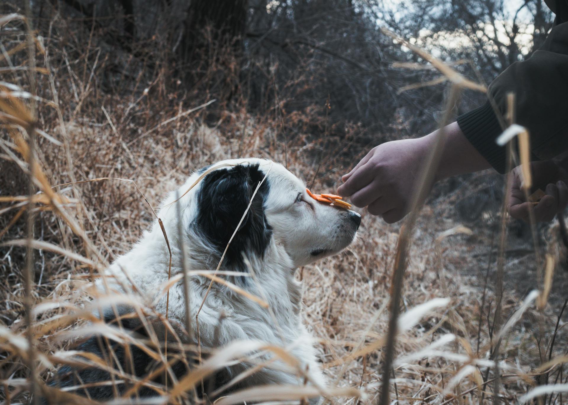 How to Train Your Dog with Confidence