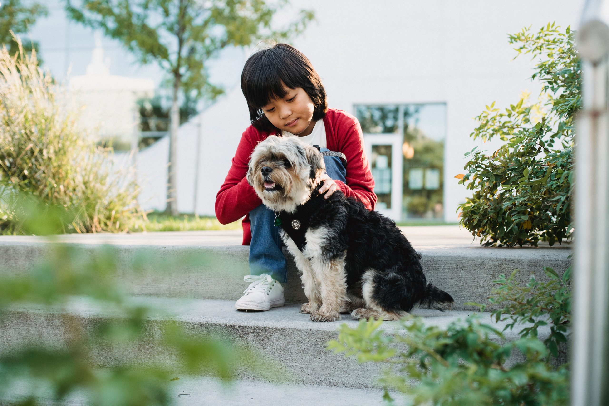 therapy dogs and emotional healing
